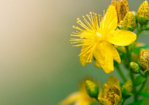 Navigating the World of Natural Medicines image